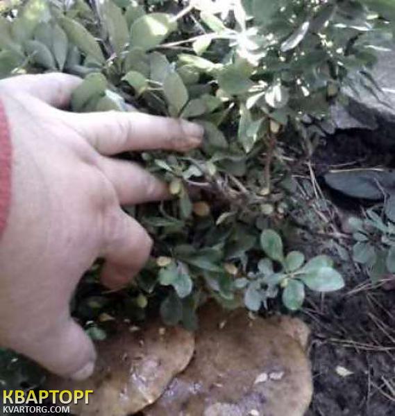 Rent out house. Киевская обл., Процев — photo 10