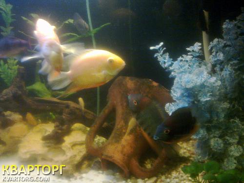 Rent out house. Николаев, Ингульская — photo 2