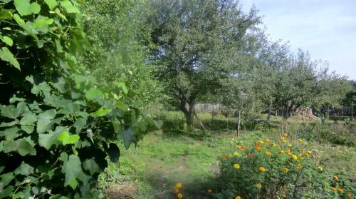 Sell house. Киевская обл., Леваяя — photo 5