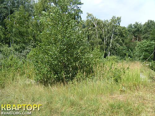 продам участок. Киевская обл.,  круглык - фото 4