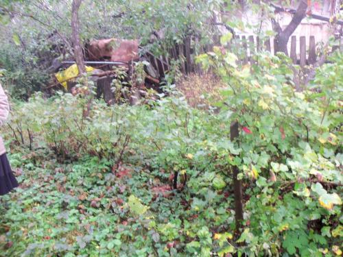 Sell house. Киевская обл., Шевченко — photo 5