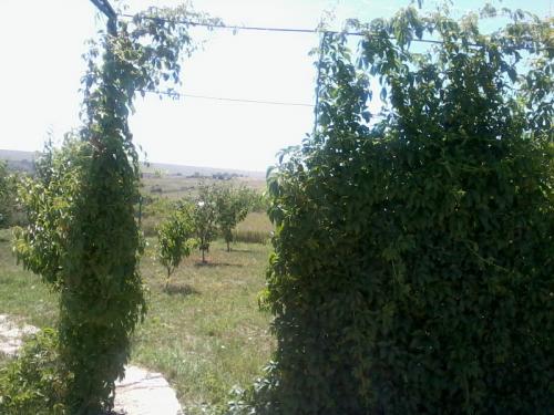 Sell house. Одесса, Киевская — photo 2