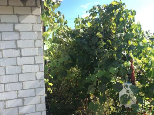 Sell house. Киевская обл., 111 — photo 2