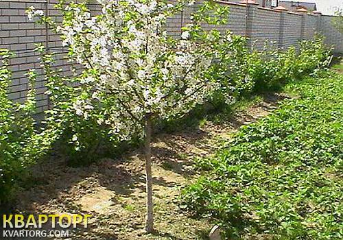 Sell house. Киевская обл., ..... — photo 3