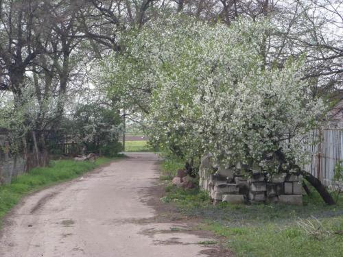 Sell house. Киевская обл., киевская — photo 4