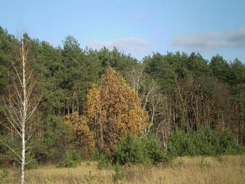 Sell house. Киевская обл., Даниловка — photo 8