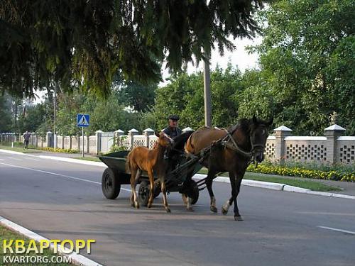 Sell house. Киевская обл., Винницкие Ставы — photo 4