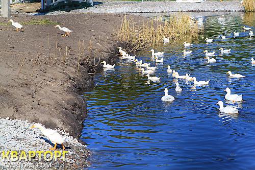Rent out house. Киев, Васильковский р-н — photo 8