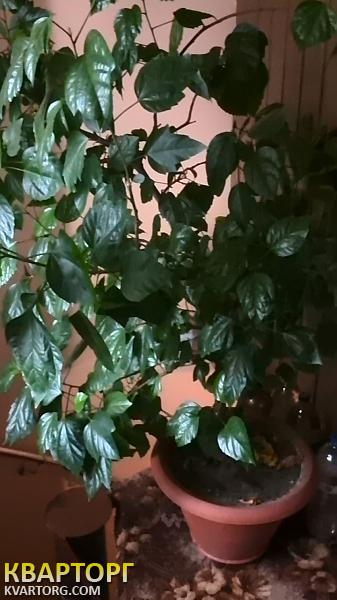 Rent out house. Киев,  Весенняя — photo 2