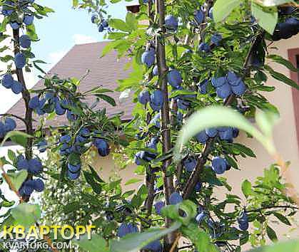 Sell house. Киевская обл., Киевская — photo 3