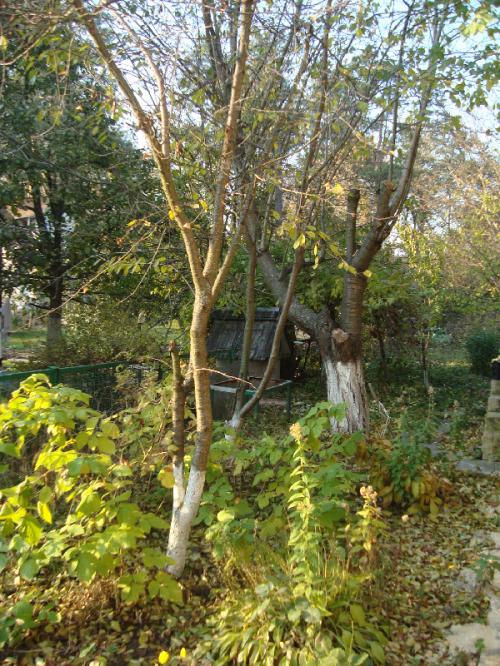 Sell house. Киевская обл., Садовая — photo 3