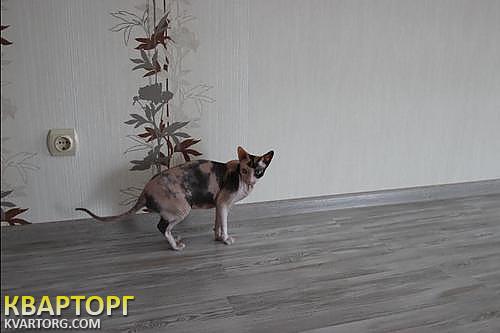 Sell house. Киевская обл., Тургенева — photo 1