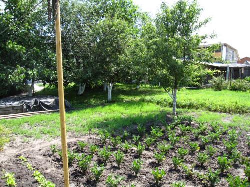 Sell house. Киевская обл., Веселиновка — photo 3