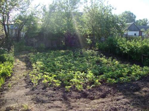 Sell house. Житомир, Огієнка — photo 5