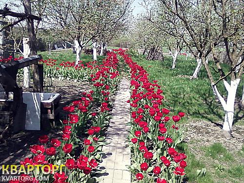 Rent out house. Киевская обл., Комсомольская — photo 1