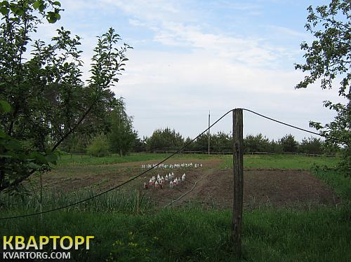 Sell house. Киевская обл., Небрат — photo 6
