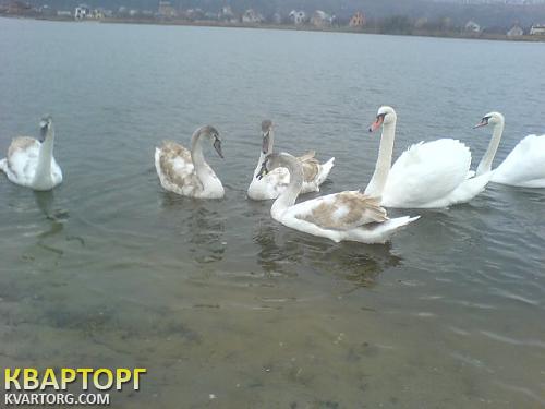 Sell house. Киевская обл., Подгорная — photo 4