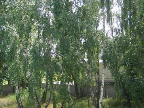 Sell house. Киевская обл., Путровка — photo 3