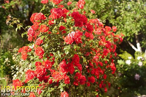 Rent out house. Киев, Подгорцы — photo 1