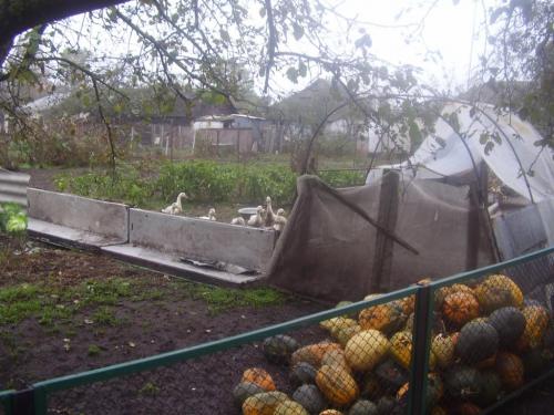 Sell house. Чернигов, Киевская — photo 7