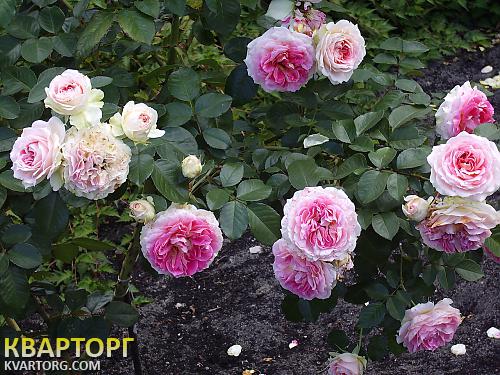 Sell house. Киев, Чапаева — photo 8