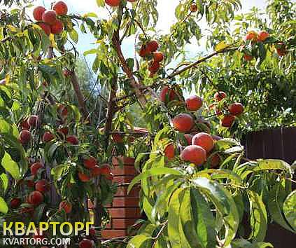 Sell house. Киевская обл., Киевская — photo 4